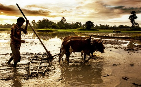 cultivator