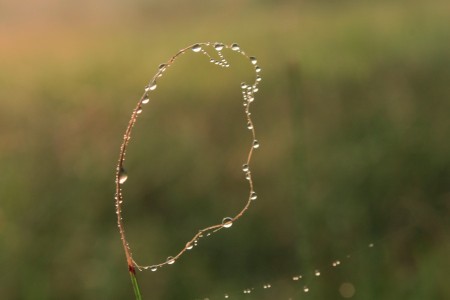 Dewdrop