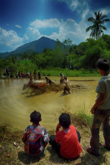 Bull Race