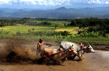 Pacu Jawi