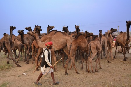 Camel Traders#