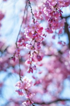 Blooming Sakura