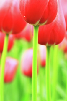 The Other Side of Tulips