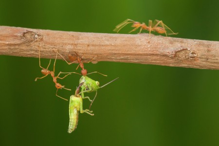 Hungry Ant