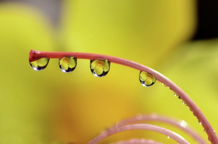 yellow dew