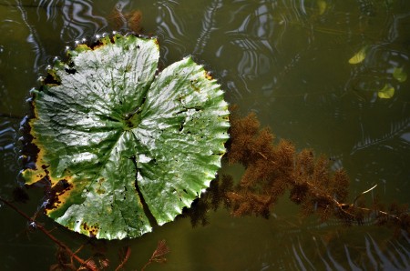 WATER PLANT