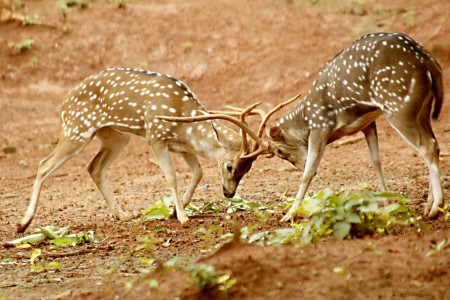 Dual Fight
