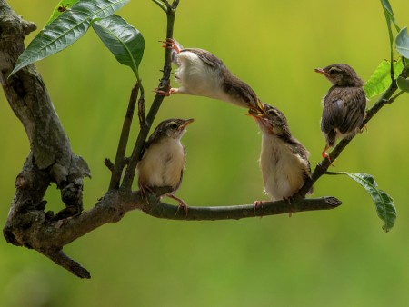 Mother Love