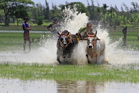The Bull Race