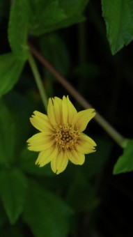 Sun Flower