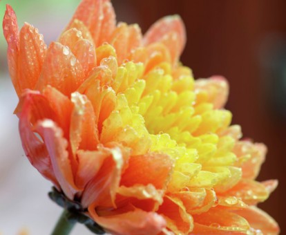 Fresh Bloom