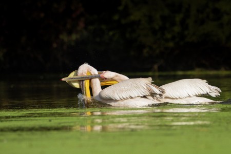 Pelicans Fight