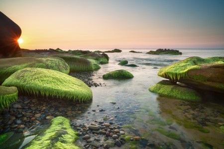 Sea Moss