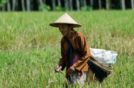 Harvesting rice