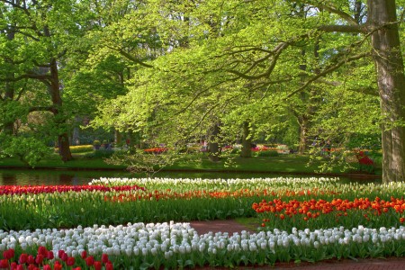 On A Fine Day at Keukenhof