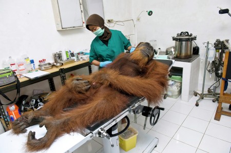 Orang Utan