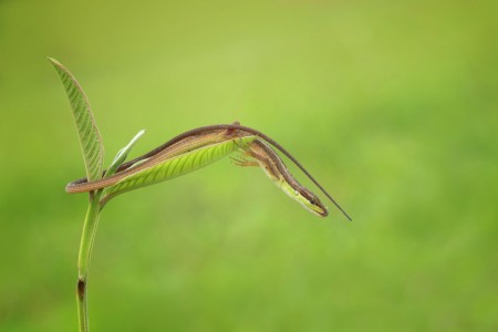 lizard alone