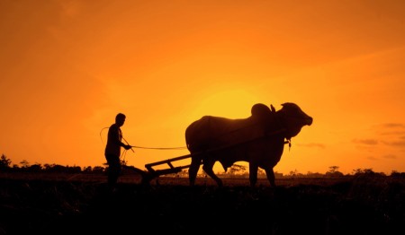Membajak Sawah