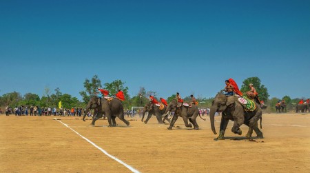 The elephants racing festival