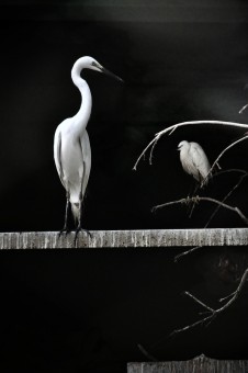 White Heron dark night
