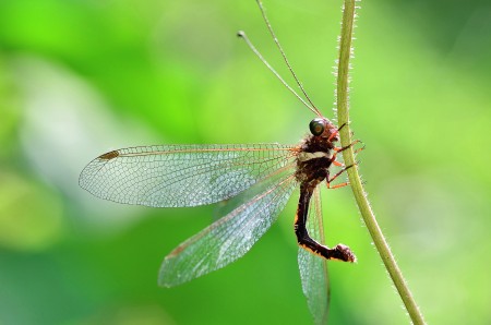 Dragonfly