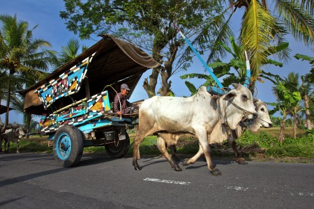 Gerobak Sapi