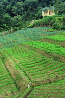 green house
