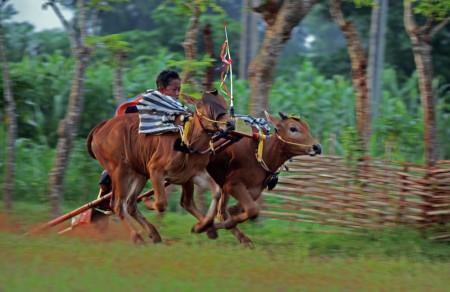 Karapan Sapi