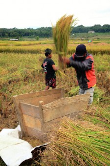 Membersihkan Padi