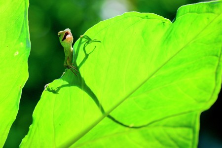 Chameleon sunbathing