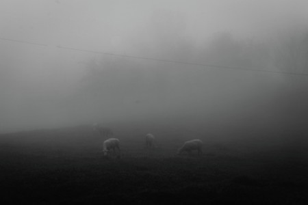 Silence of the Lambs