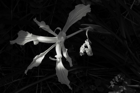 Wild Iris