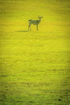 The bowing deer of Nara