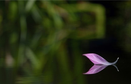 Beauty petals