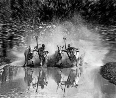 Bull racing festival