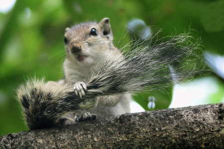 Grooming
