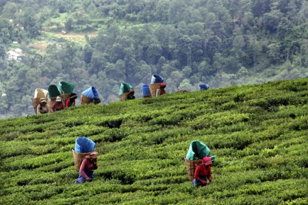 Tea Garden