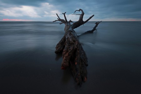 The lost tree