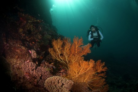 diver and seafan