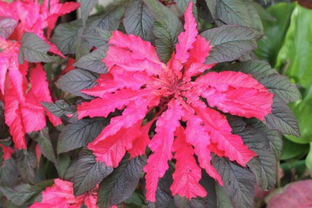 A half red - a half deep purple