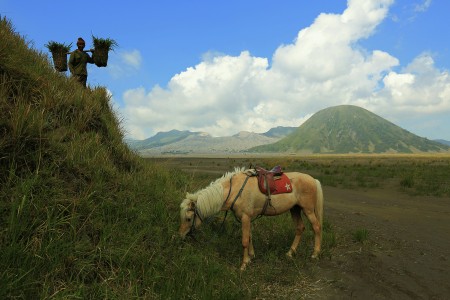 Pencari rumput di Bromo
