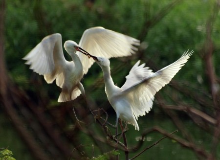 Egret Versus
