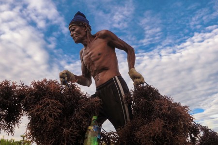 Nelayan Rumput Laut