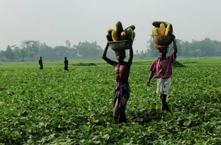 HARVESTING