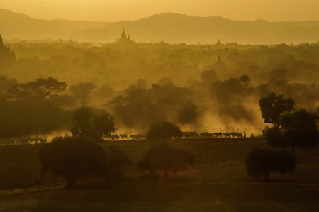 rows of cows at morning glory