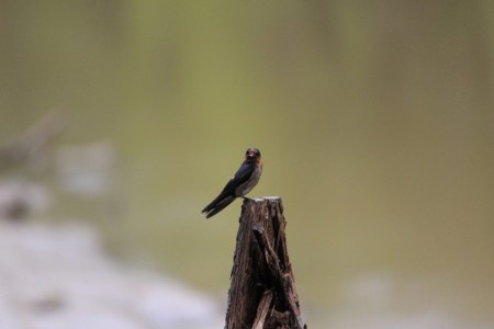 Burung Walet