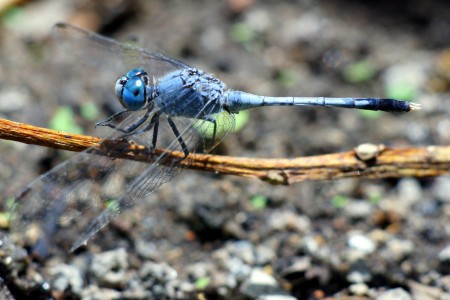 Blue Dragonfly