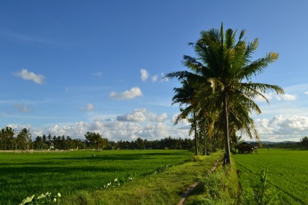 sawah menghijau