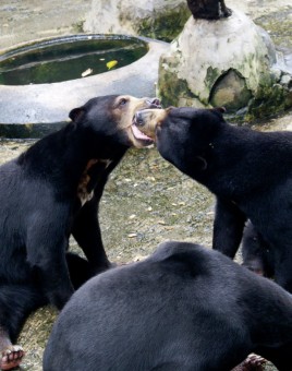 love bears