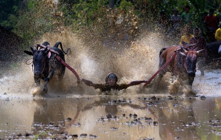 pacu jawi